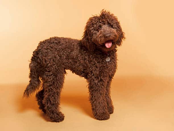 labradoodle do they shed