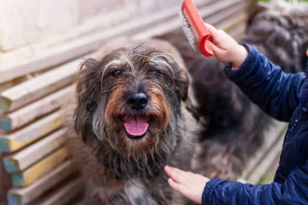 labradoodle shed hair