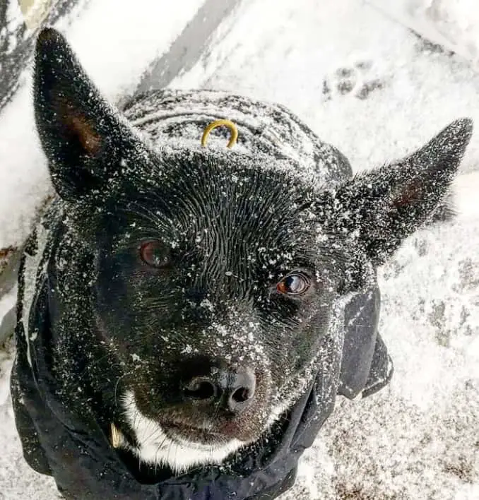 rat terrier lab mix