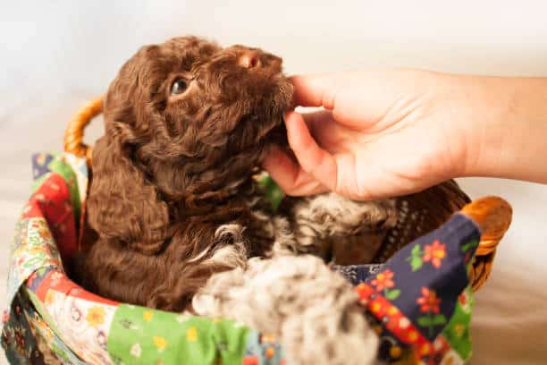 labradoodle hypoallergenic