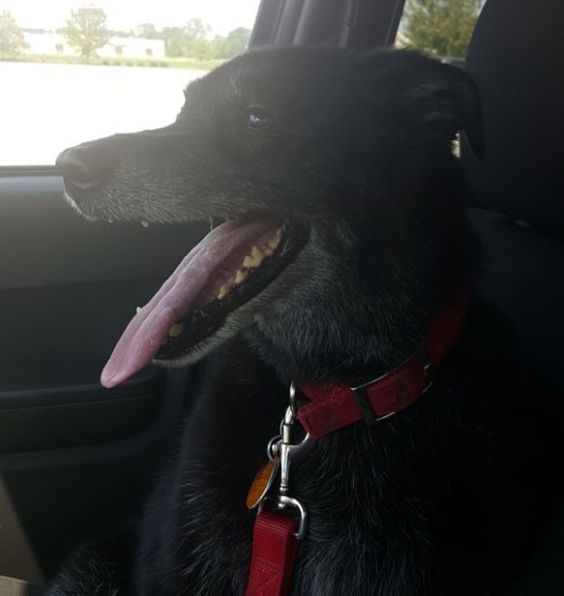 fox terrier lab mix