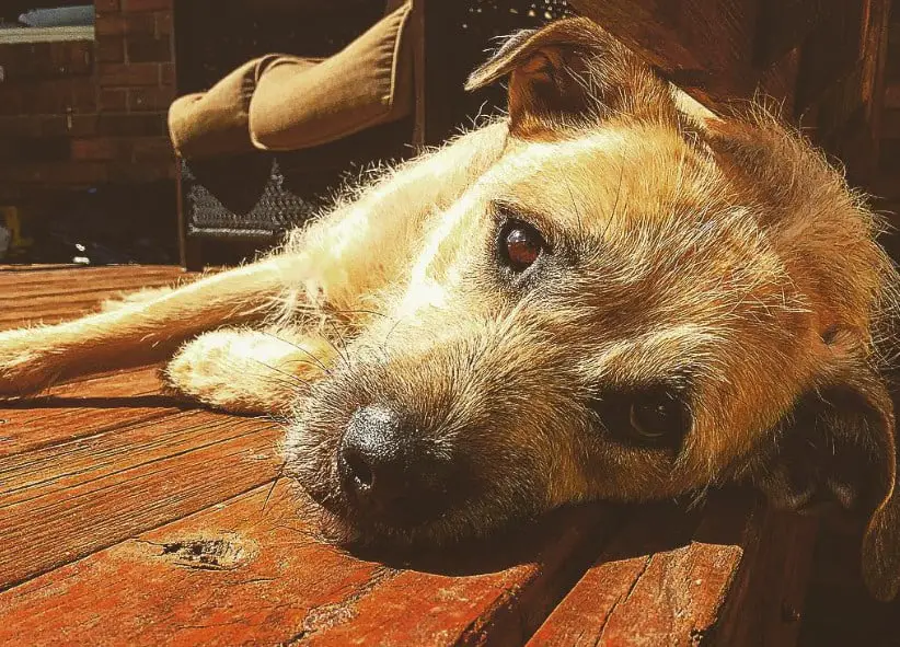 lab border terrier mix