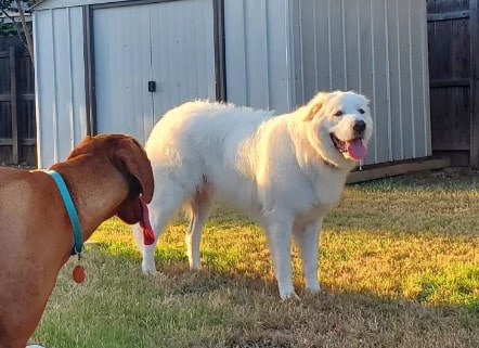 lab pyrenees mix puppy