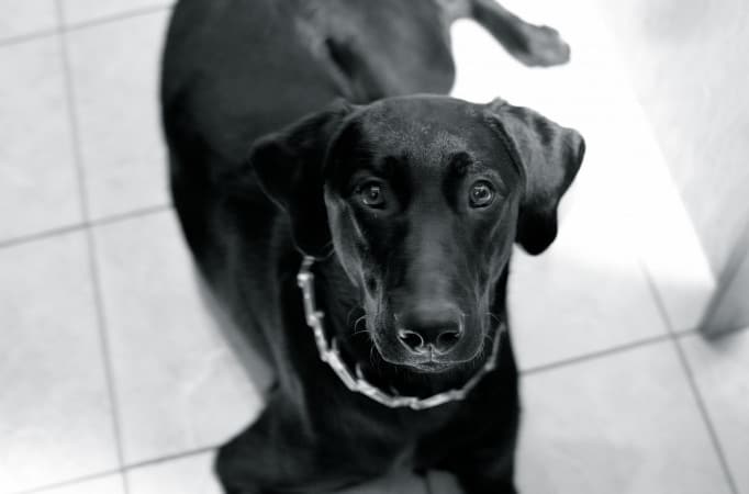 dachshund cross labrador