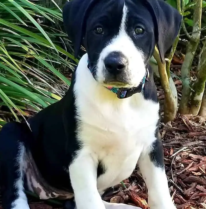 english mastiff lab mix