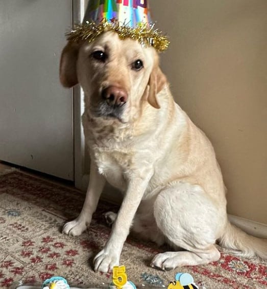 yellow english lab