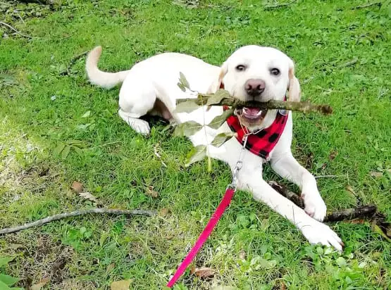 working labrador