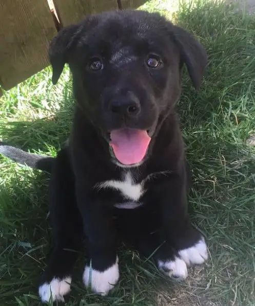 siberian husky lab mix