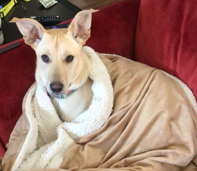 lab mixed with chihuahua