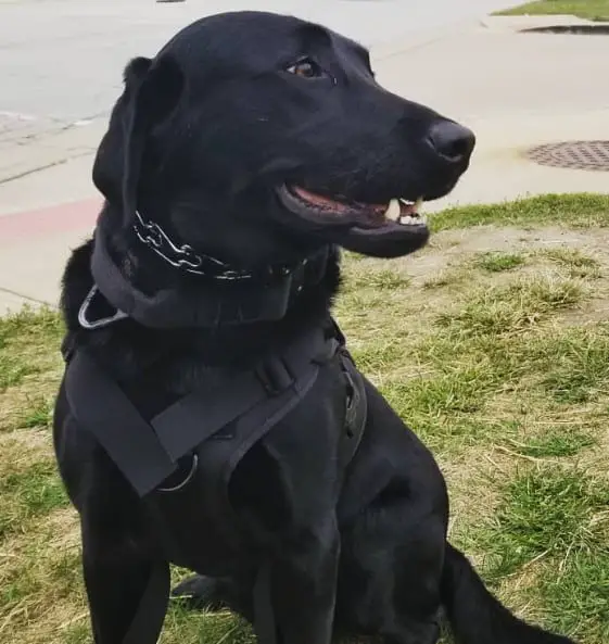 american labrador retrievers