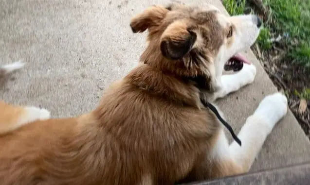 yellow lab husky mix