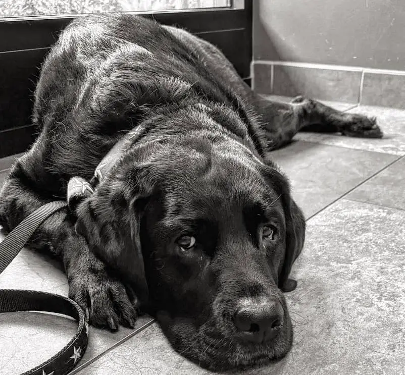 black english lab