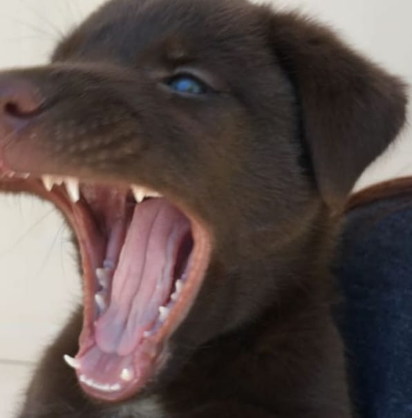 husky mix with labrador