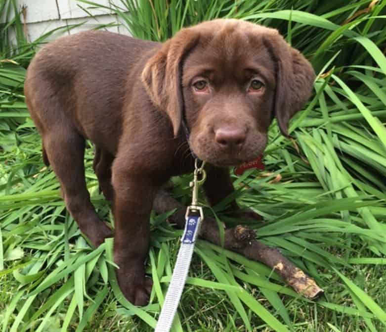 english chocolate lab