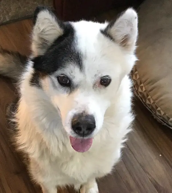 half lab half husky