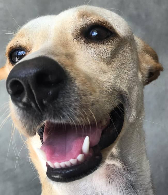 chihuahua mixed with lab