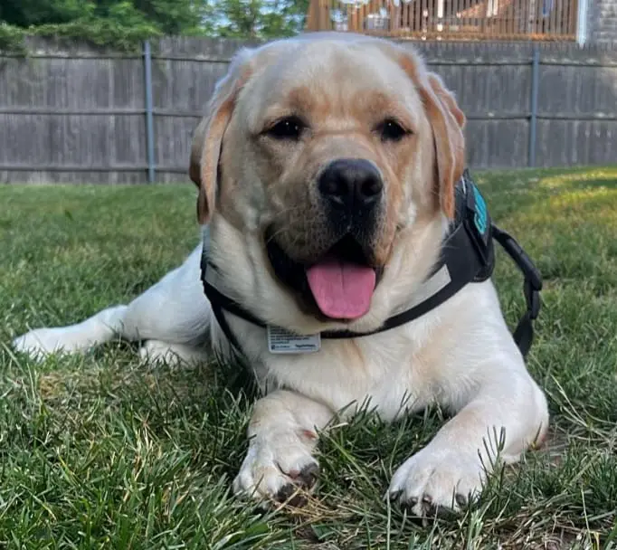 labrador coat