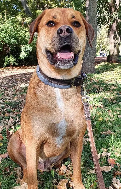 rottweiler lab