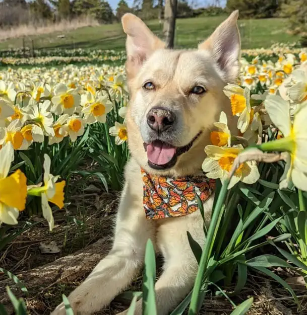 labrador and husky mix