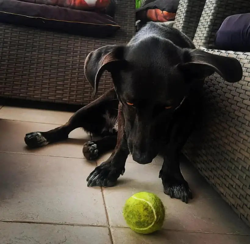 dachshund labrador mix