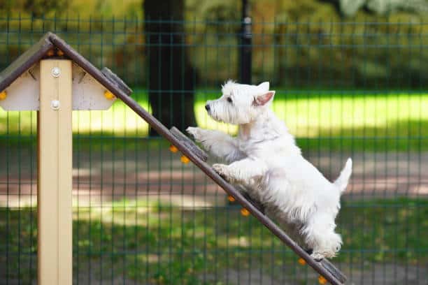 best dog ramp for couch