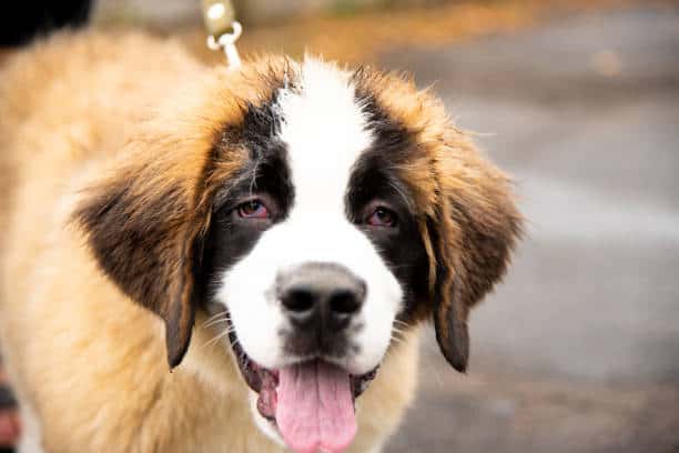 st.bernard puppies