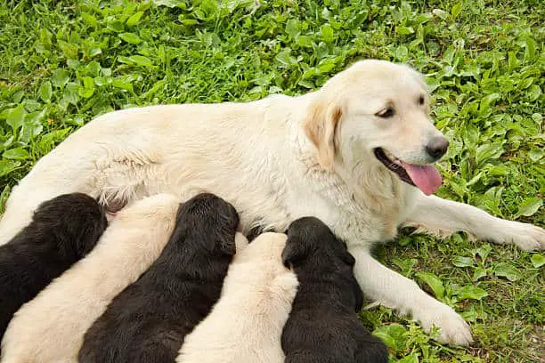 how many puppies can a lab have the first time
