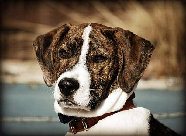 labernard puppy