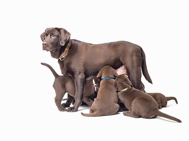 how many puppies does a lab have