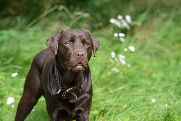 chocolate english lab