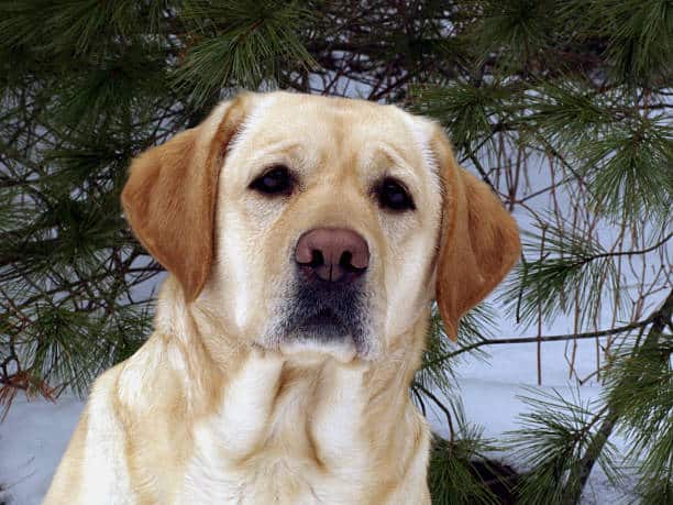 english labrador colors