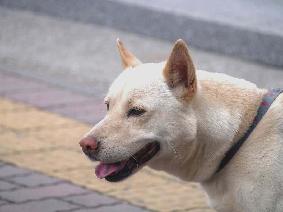 labrakita