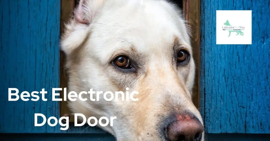 Best Electronic Dog Door