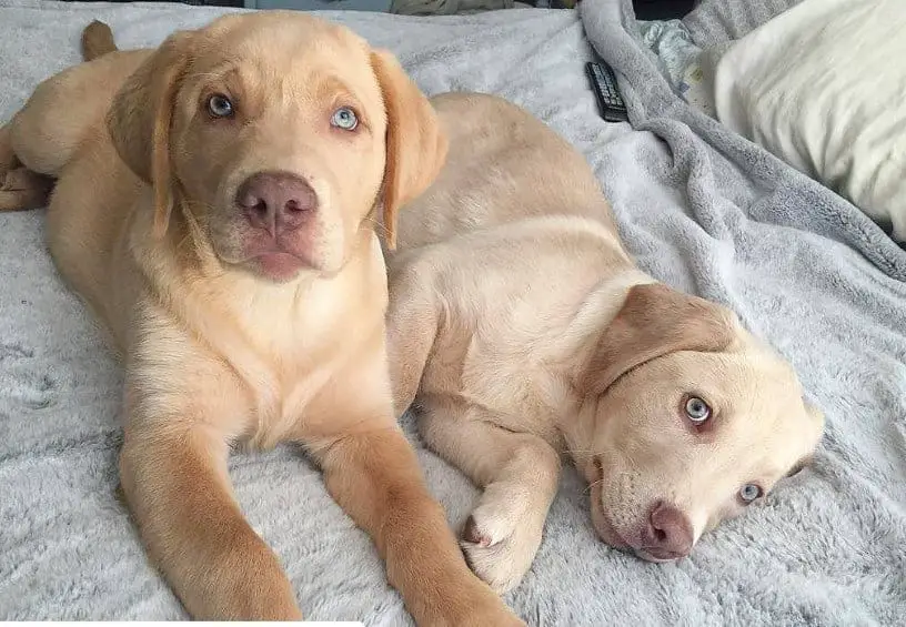yellow labs with pink noses