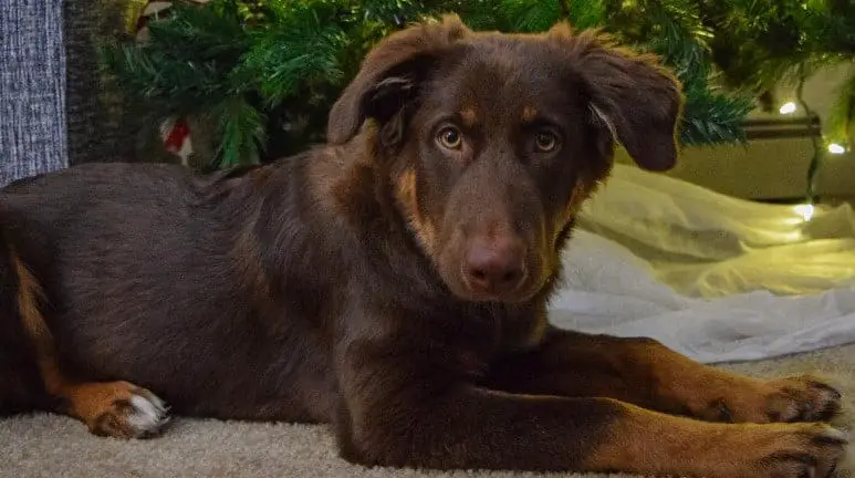 lab mixed with australian shepherd