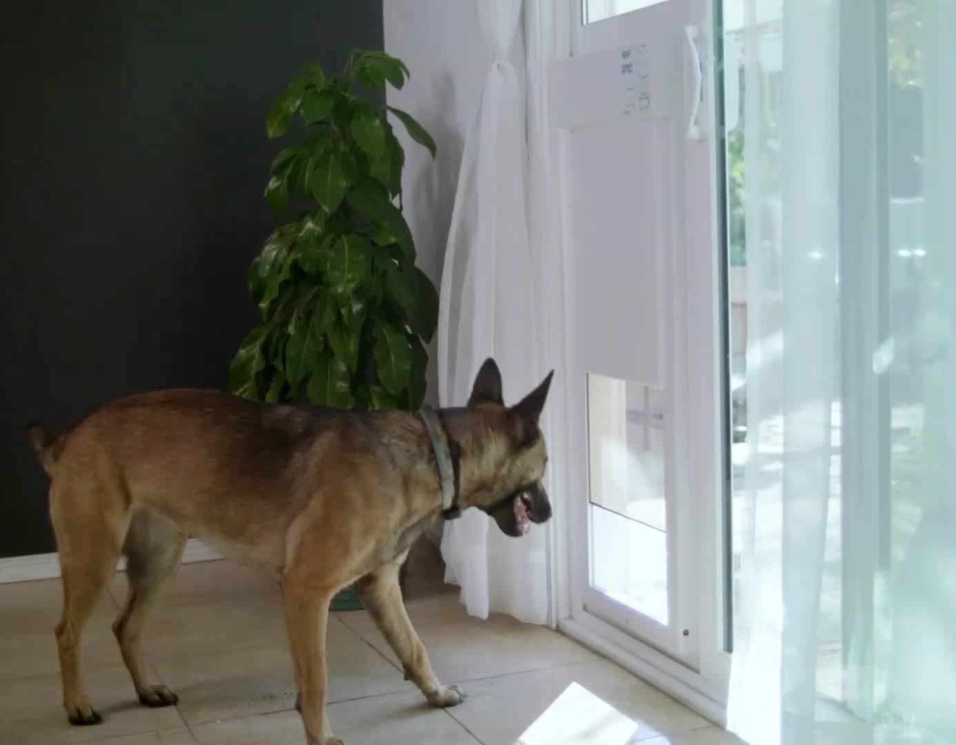 best smart dog doors