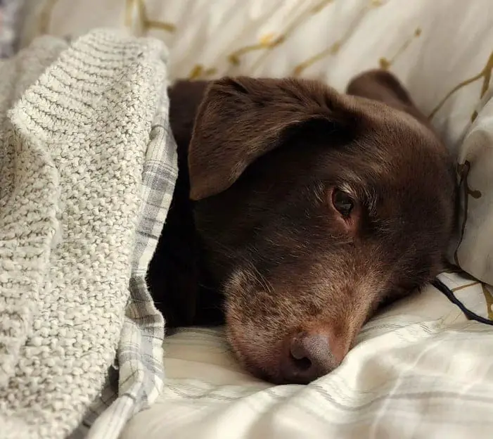 lab and corgi mix