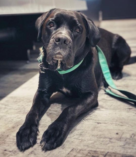 boxer/lab mix