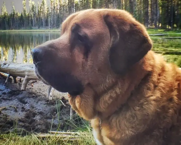 st bernard lab mix puppy