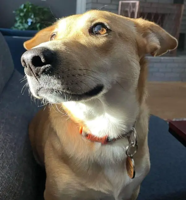 corgi mixed with lab