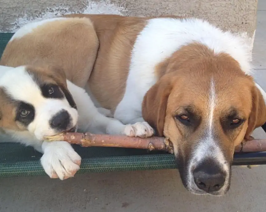 labernard puppies