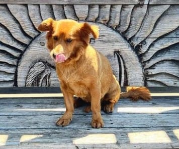 corgi golden lab mix