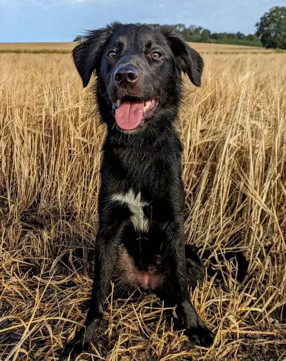 Border Collie Lab Mix