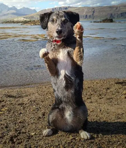 chocolate lab corgi mix