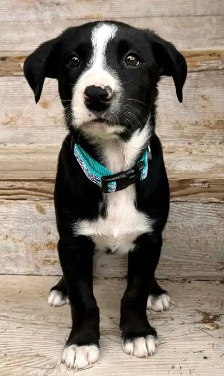 Border Collie lab mix