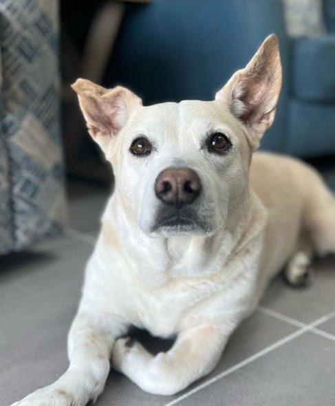 corgi and labrador mix