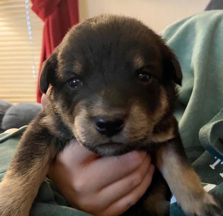 labrador collie mix puppies