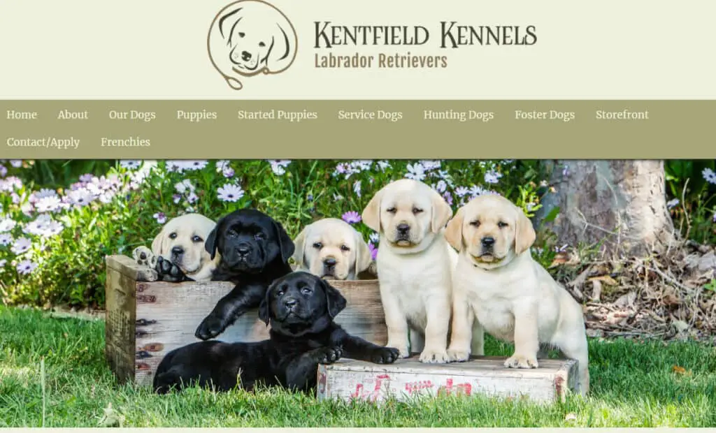 5 Best Labrador Breeders in California (Trusted)