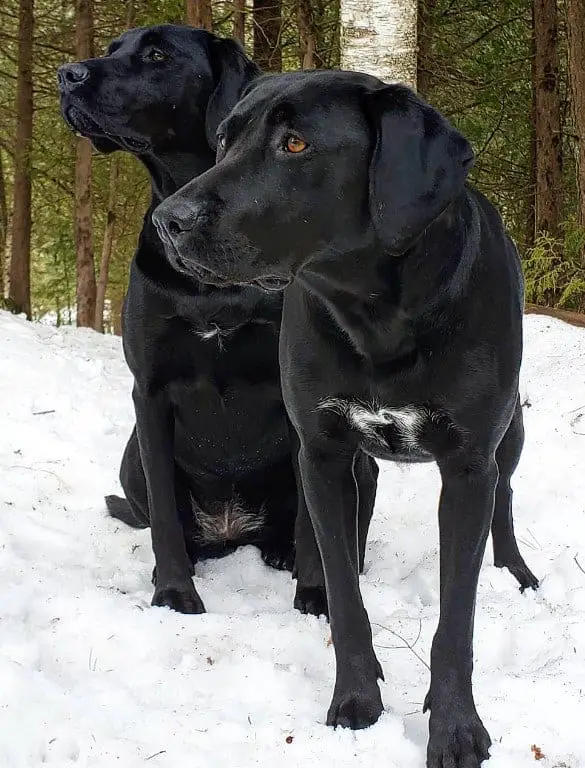 black lab pointer mix