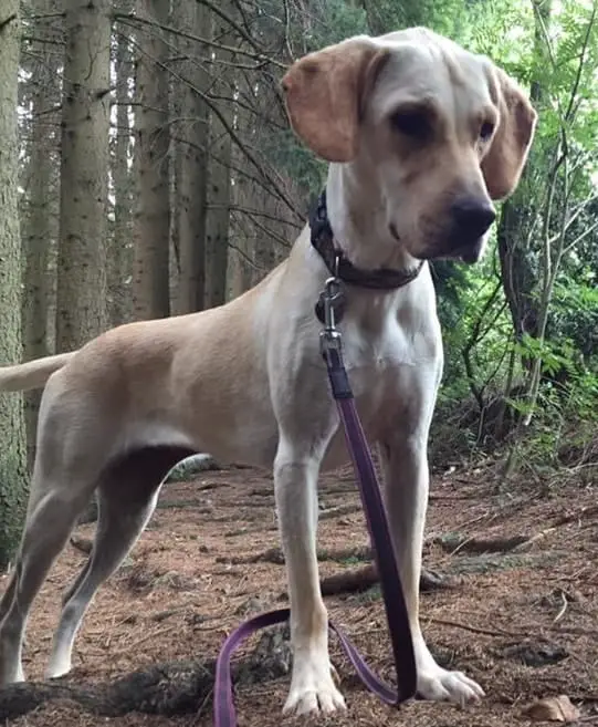 lab pointer mix puppies